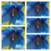 Meconopsis Lingholm Offer - Abriachan Nurseries, The Garden On Loch Ness